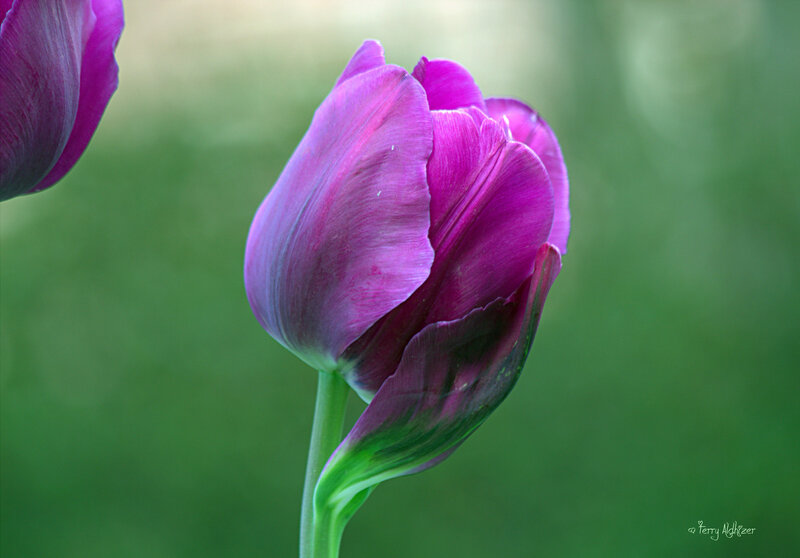 Purple Tulip Flower — Serene, Photograph, Stem