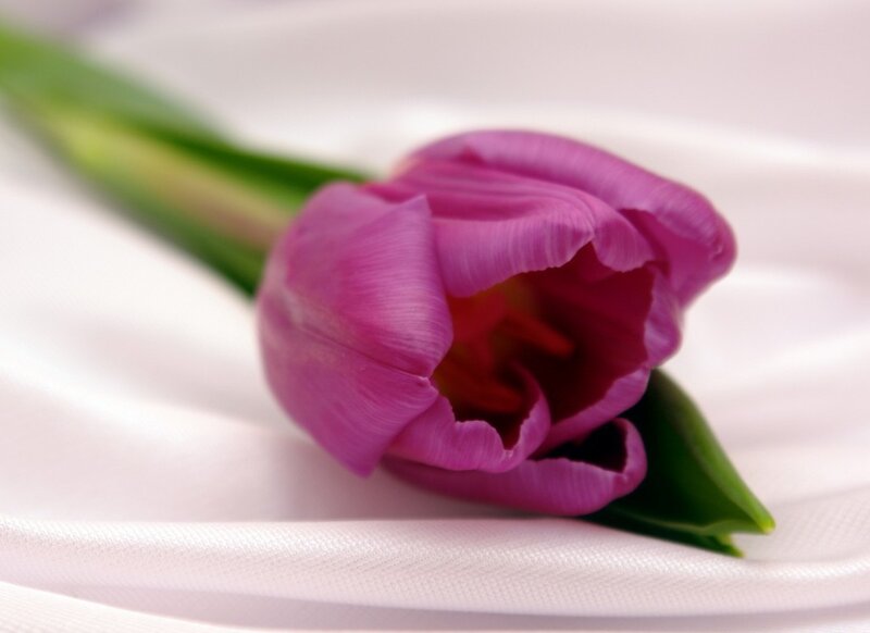 Purple Tulip Flower — Serene, Photograph