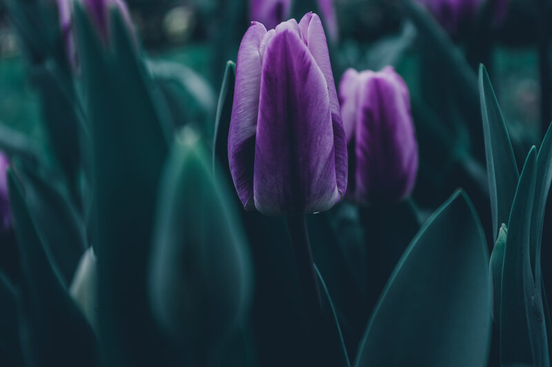 Purple Tulip Flower — Serene, Photograph, Tulips, Leaves