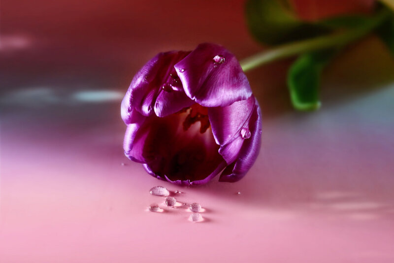 Purple Tulip Flower — Serene, Photograph, Water Droplets