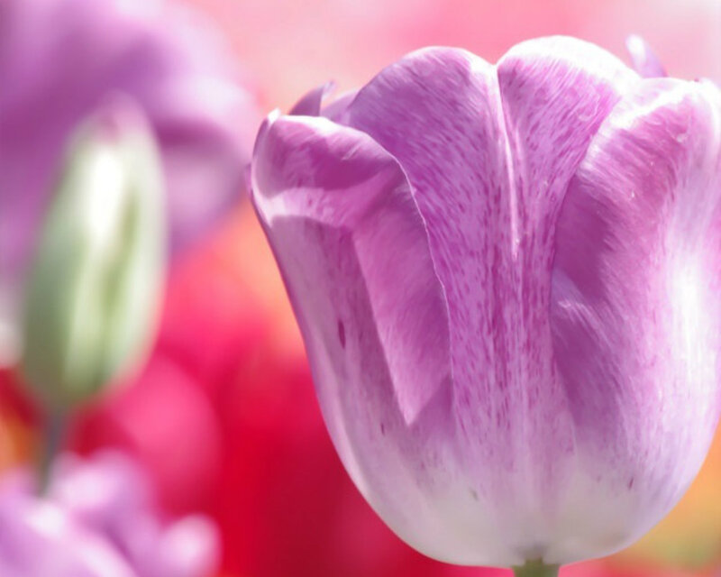 Purple Tulip Flower — Serene, Spring, Photograph, Bloom