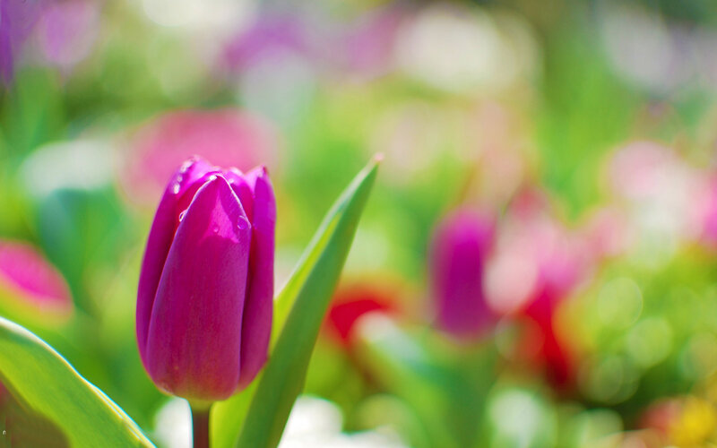 Purple Tulip Flower — Serene, Spring, Photograph, Green Leaves, Bloom