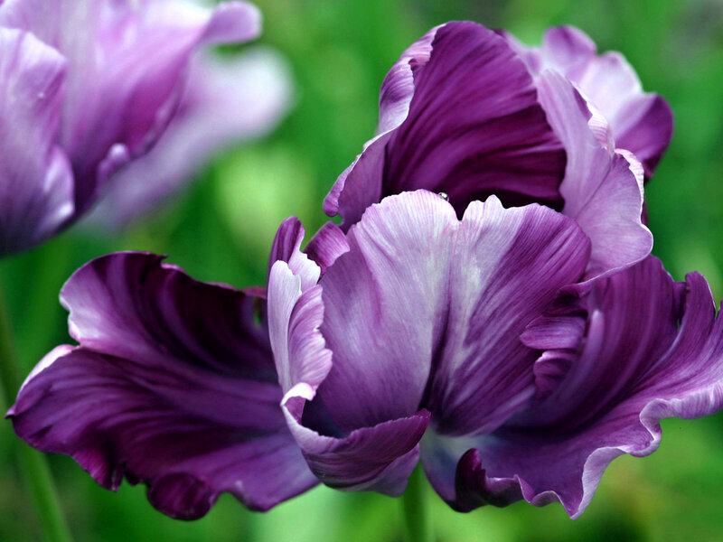 Purple Tulip Flower — Serene, Spring, Photograph, Petals, Green Background