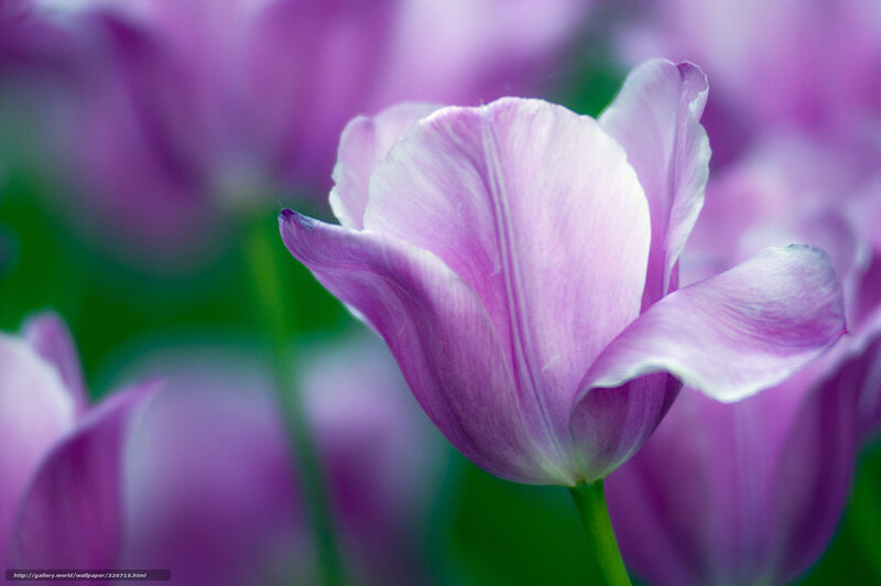 Purple Tulip Flower — Serene, Spring, Photograph, Petals, Green Stem