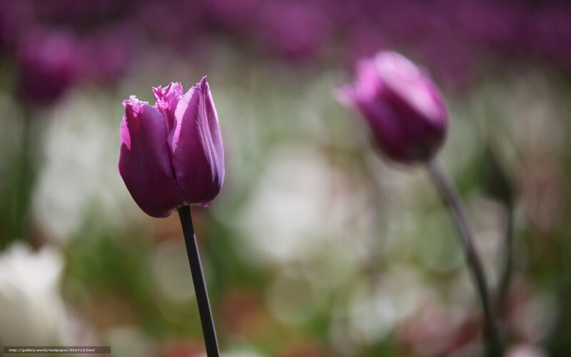 Purple Tulip Flower — Serene, Spring, Photograph, Stem, Bloom