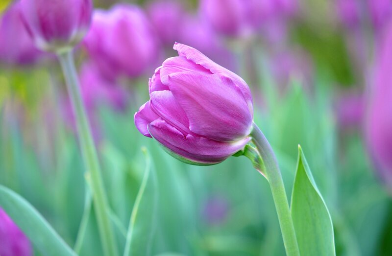 Purple Tulip Flower — Serene, Spring, Photograph, Stem, Leaf