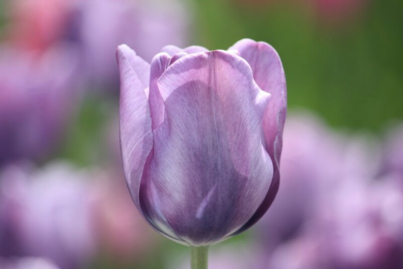 Purple Tulip Flower — Serene, Spring, Photograph, Stem