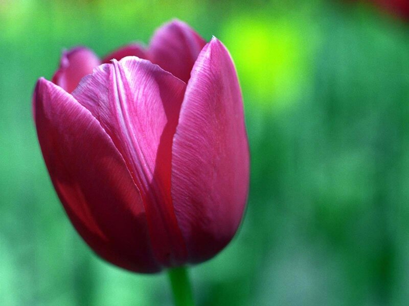 Purple Tulip Flower — Serene, Spring, Photograph