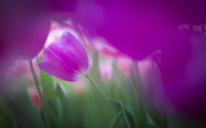 Purple Tulip Flower — Serene, Spring, Photograph, Tulips, Green Leaves