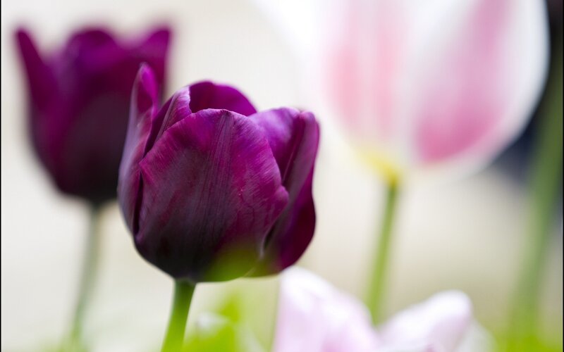 Purple Tulip Flower — Serene, Spring, Photograph, Tulips, Green Stems