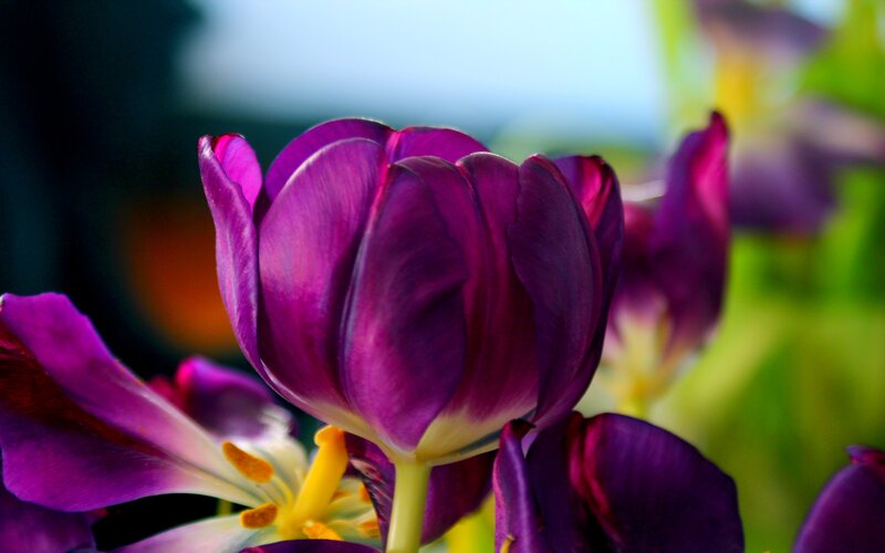 Purple Tulip Flower — Serene, Spring, Photograph, Yellow Stamen