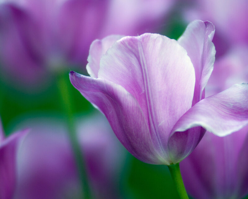 Purple Tulip Flower — Serene, Spring