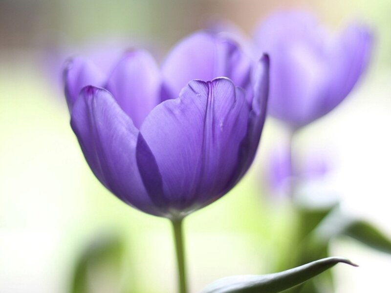 Purple Tulip Flower — Serene