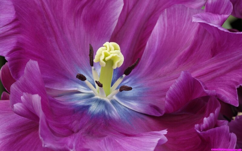 Purple Tulip Flower