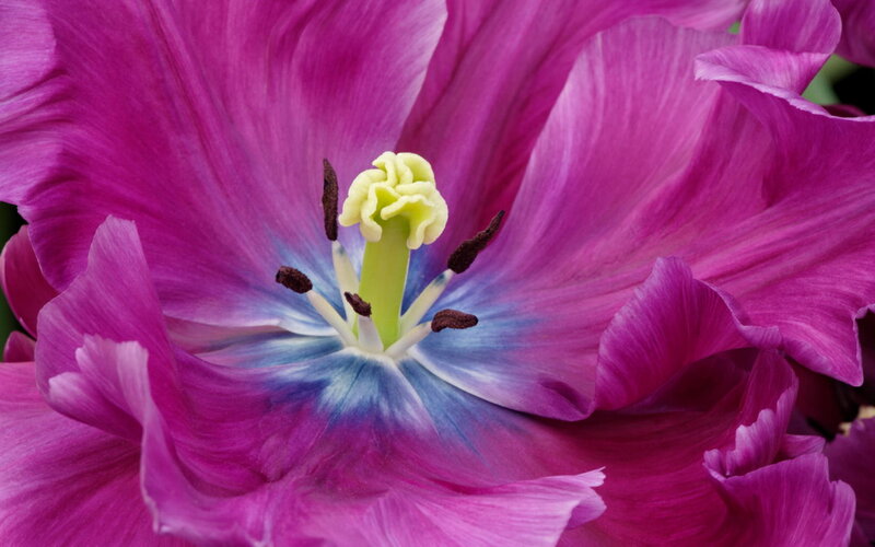 Purple Tulip Flower — Vibrant, Photograph, Stamen
