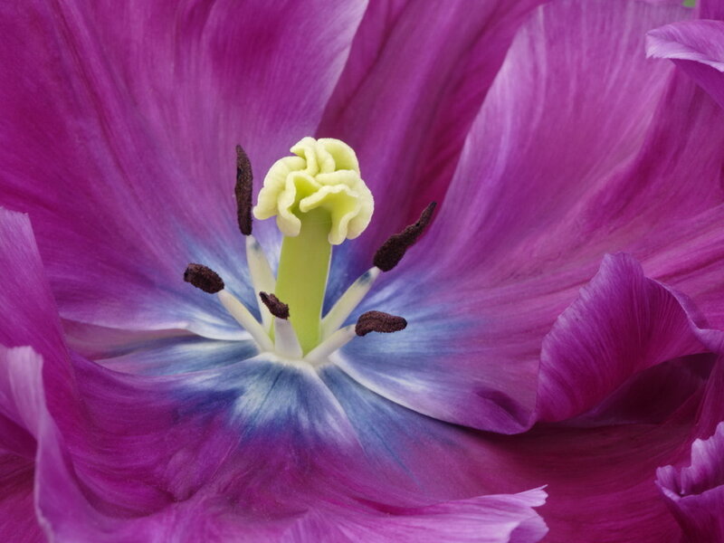 Purple Tulip Flower — Vibrant, Photograph