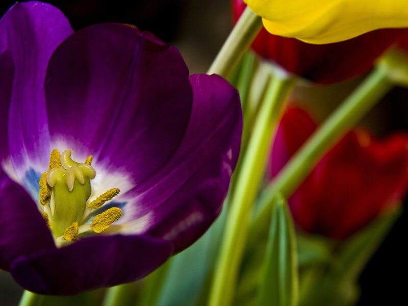 Purple Tulip Flower — Vibrant