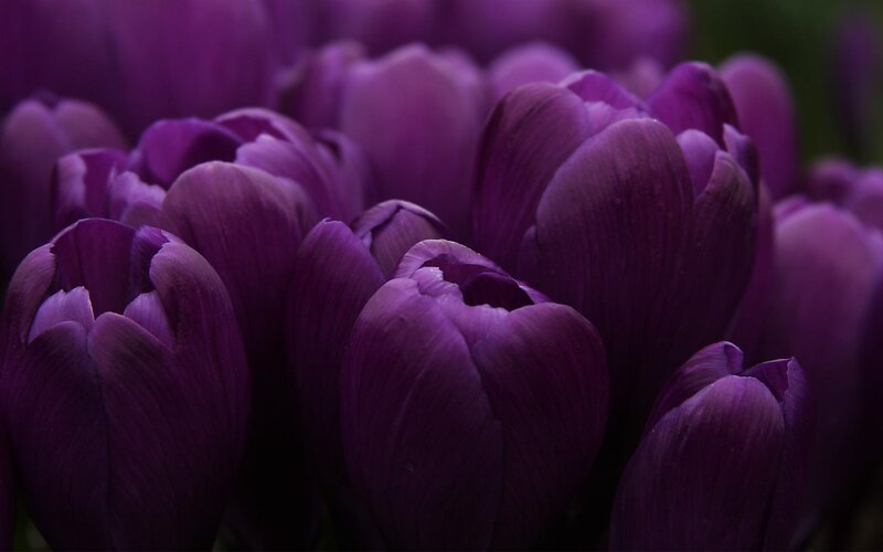 Purple Tulip Flowers — Calm, Photograph, Bloom