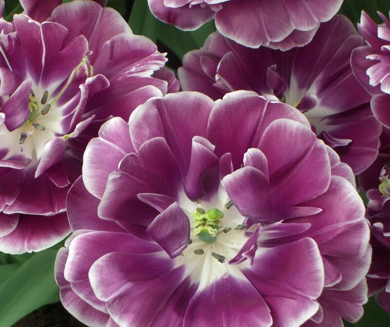 Purple Tulip Flowers — Calm, Photograph