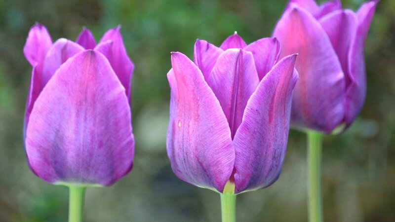 Purple Tulip Flowers — Calm, Spring, Photograph, Stems