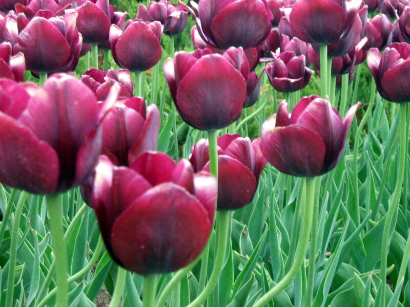 Purple Tulip Flowers — Calm, Spring, Photograph