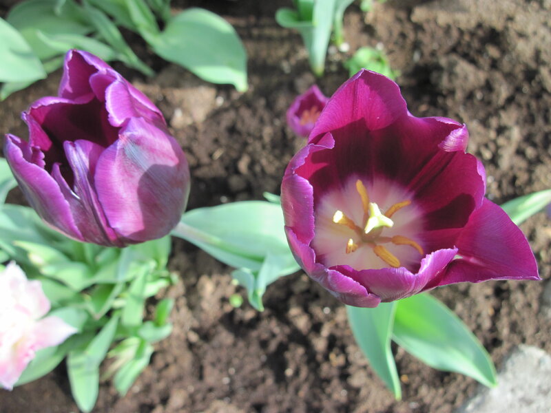 Purple Tulip Flowers — Calm, Spring