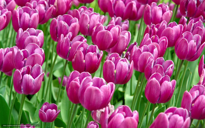 Purple Tulip Flowers — Calm