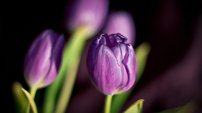 Purple Tulip Flowers — Dramatic, Photograph, Stems
