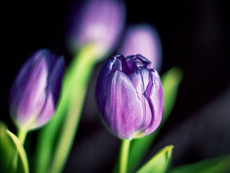 Purple Tulip Flowers — Dramatic, Photograph