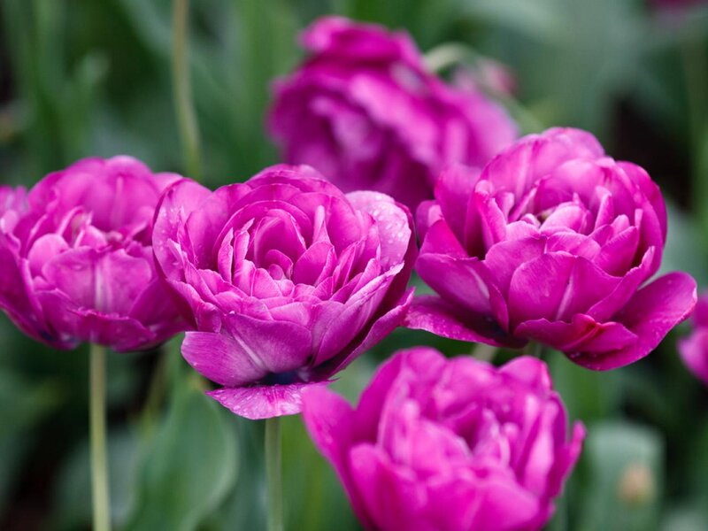 Purple Tulip Flowers — Magenta