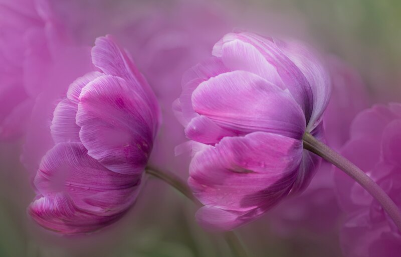 Purple Tulip Flowers — Pink, Serene