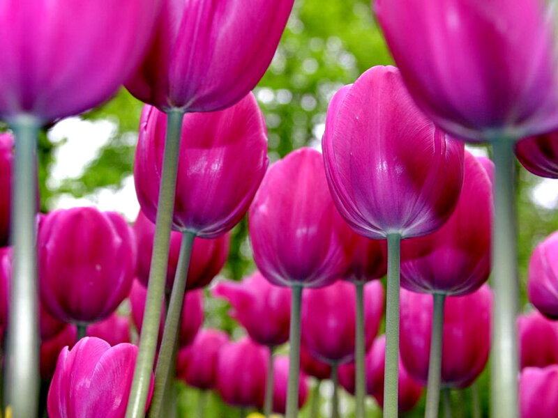 Purple Tulip Flowers — Pink