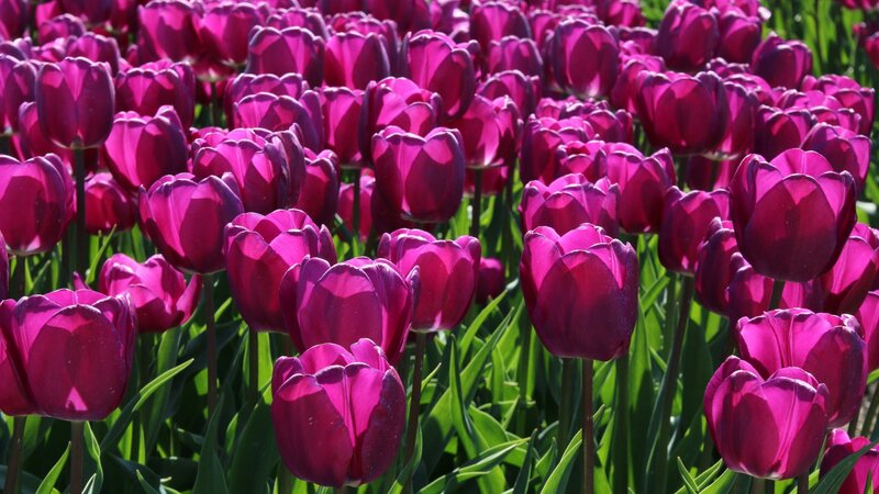 Purple Tulip Flowers — Serene, Afternoon