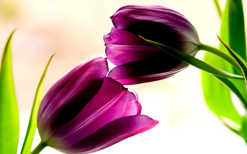 Purple Tulip Flowers — Serene, Photograph
