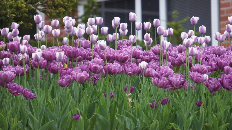 Purple Tulip Flowers — Serene, Spring, Photograph, Green Leaves, Building