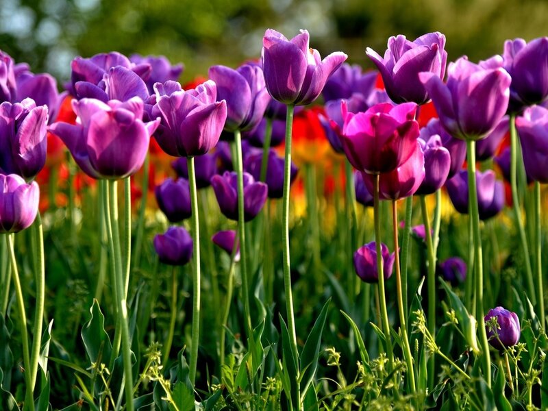 Purple Tulip Flowers — Serene, Spring, Photograph, Green Leaves, Sunlight