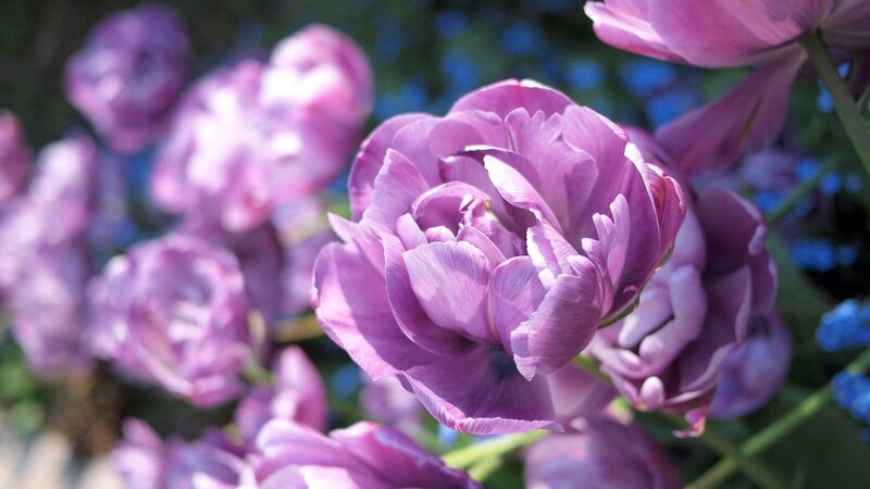 Purple Tulip Flowers — Serene, Spring, Photograph, Green Stems, Blue Background