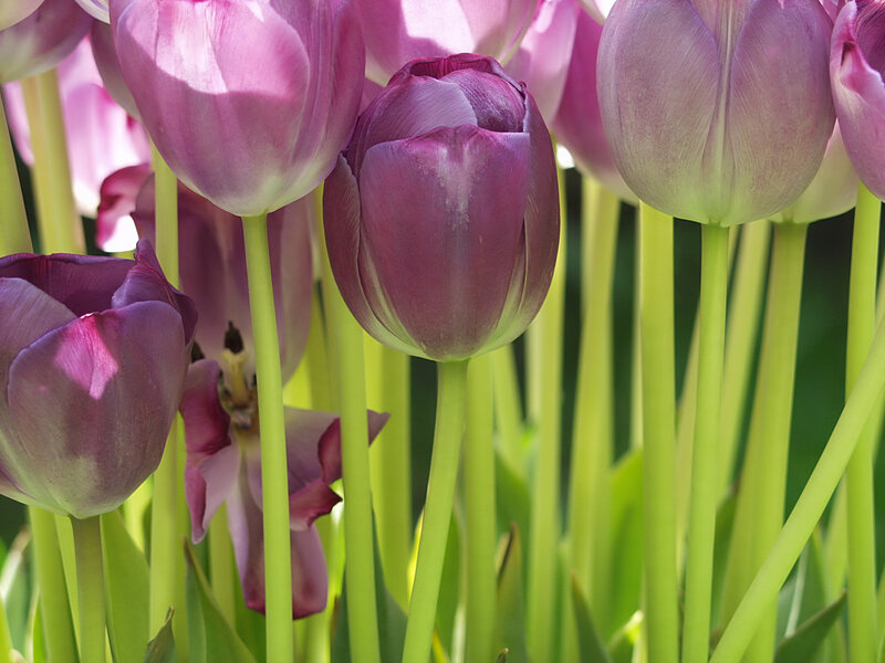 Purple Tulip Flowers — Serene, Spring, Photograph, Green Stems, Sunlight