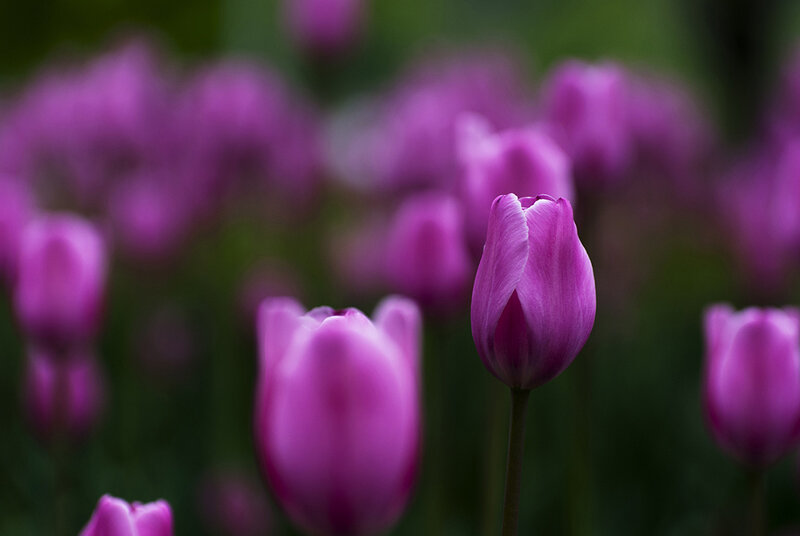 Purple Tulip Flowers — Serene, Spring, Photograph, Greenery