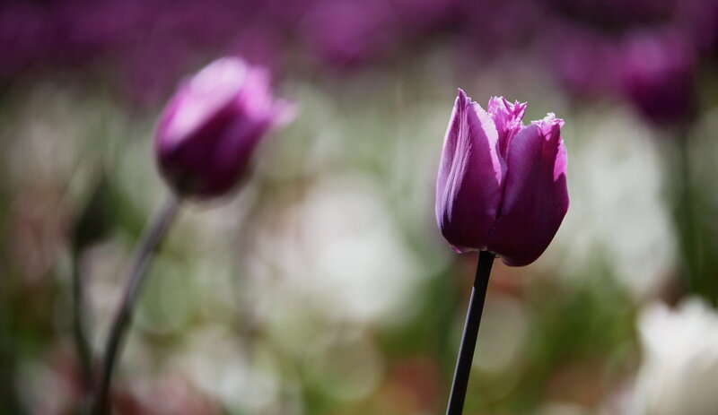 Purple Tulip Flowers — Serene, Spring, Photograph, Stems