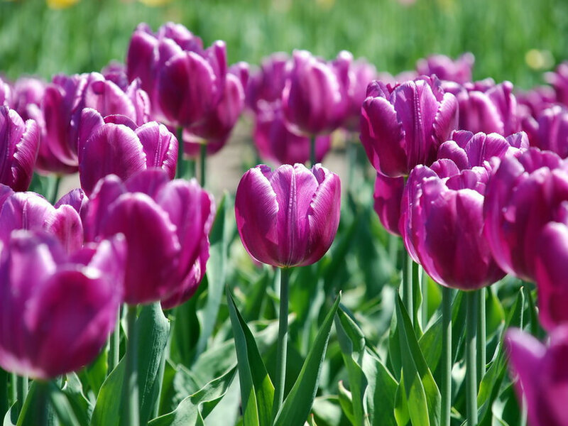 Purple Tulip Flowers — Serene, Spring, Photograph