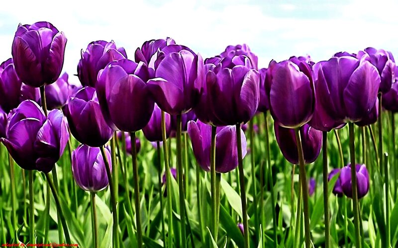 Purple Tulip Flowers — Serene, Spring