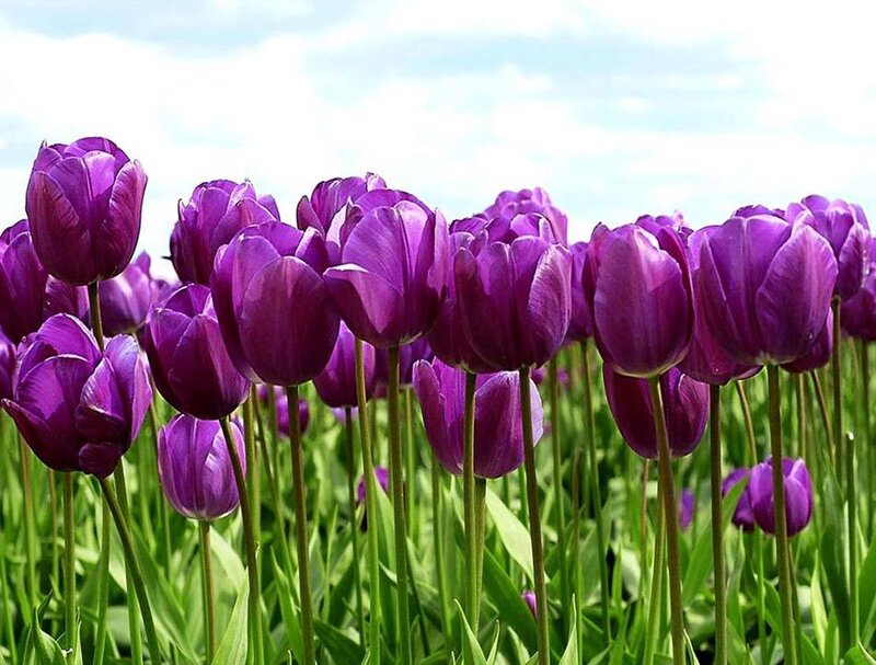 Purple Tulip Flowers — Serene