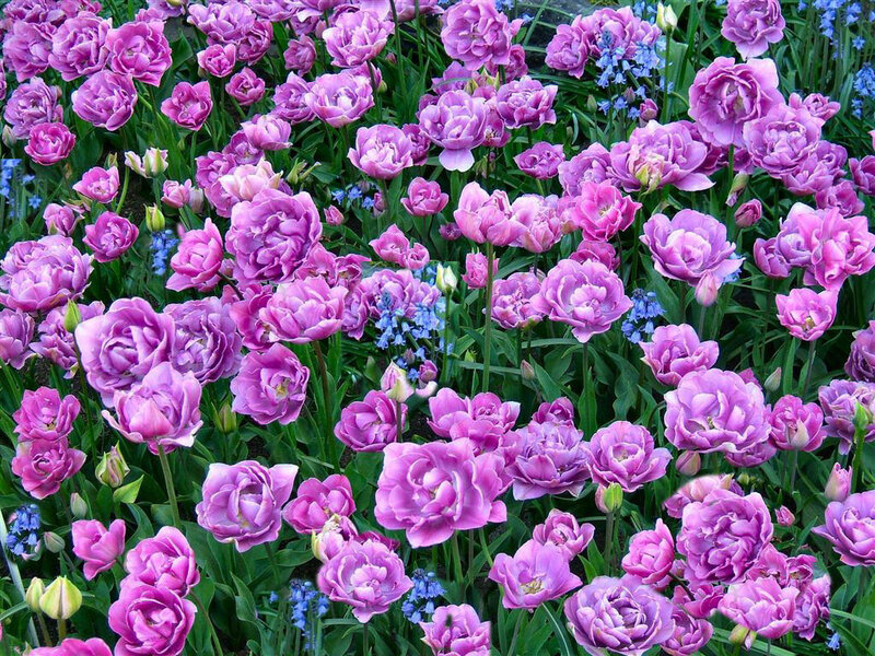 Purple Tulip Flowers