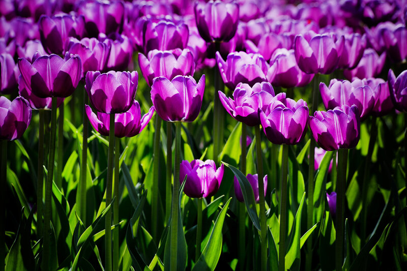 Purple Tulip Flowers — Vibrant, Afternoon