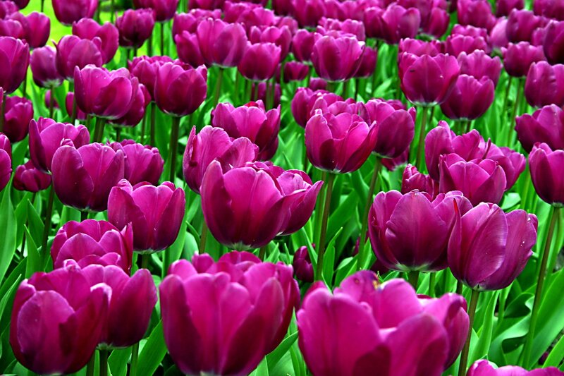 Purple Tulip Flowers — Vibrant, Spring, Photograph, Green Leaves