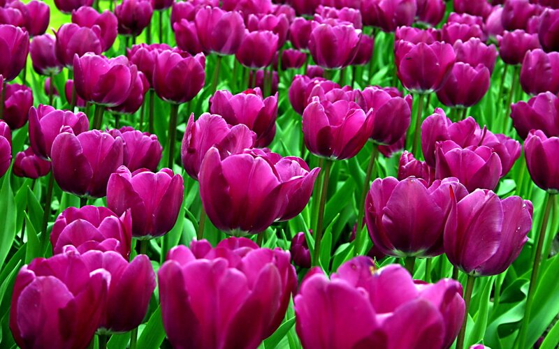 Purple Tulip Flowers — Vibrant, Spring, Photograph