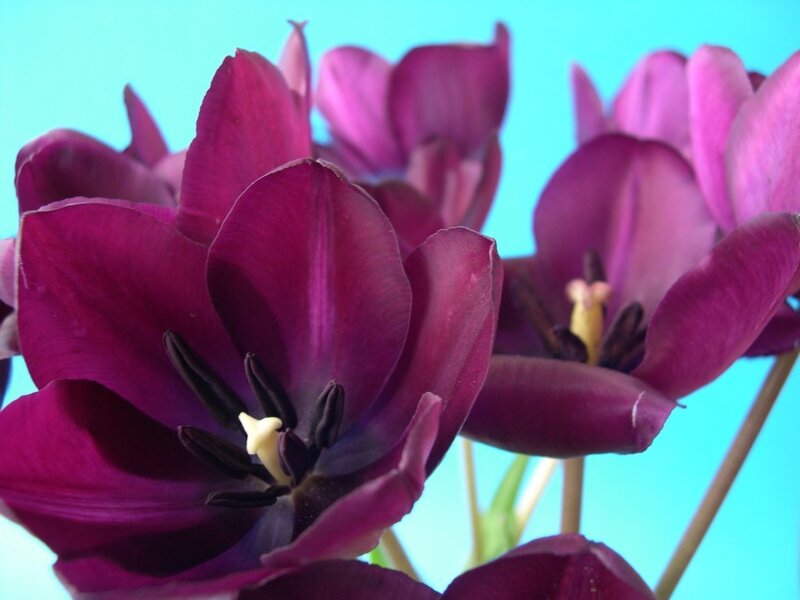 Purple Tulip Flowers — Vibrant