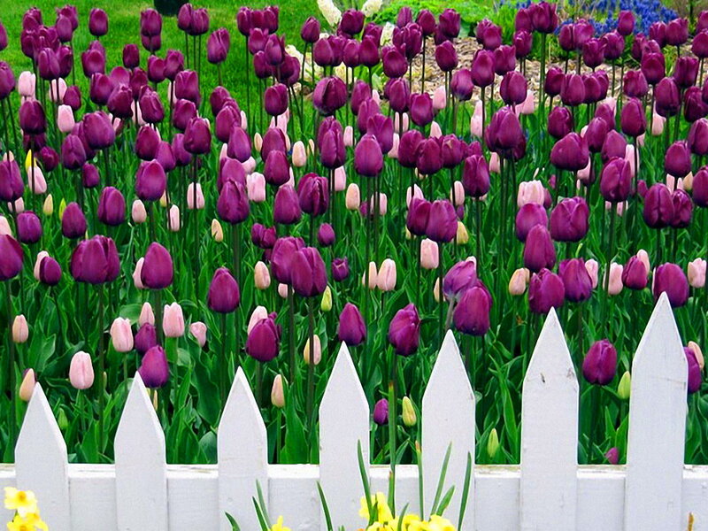 Purple Tulip Garden