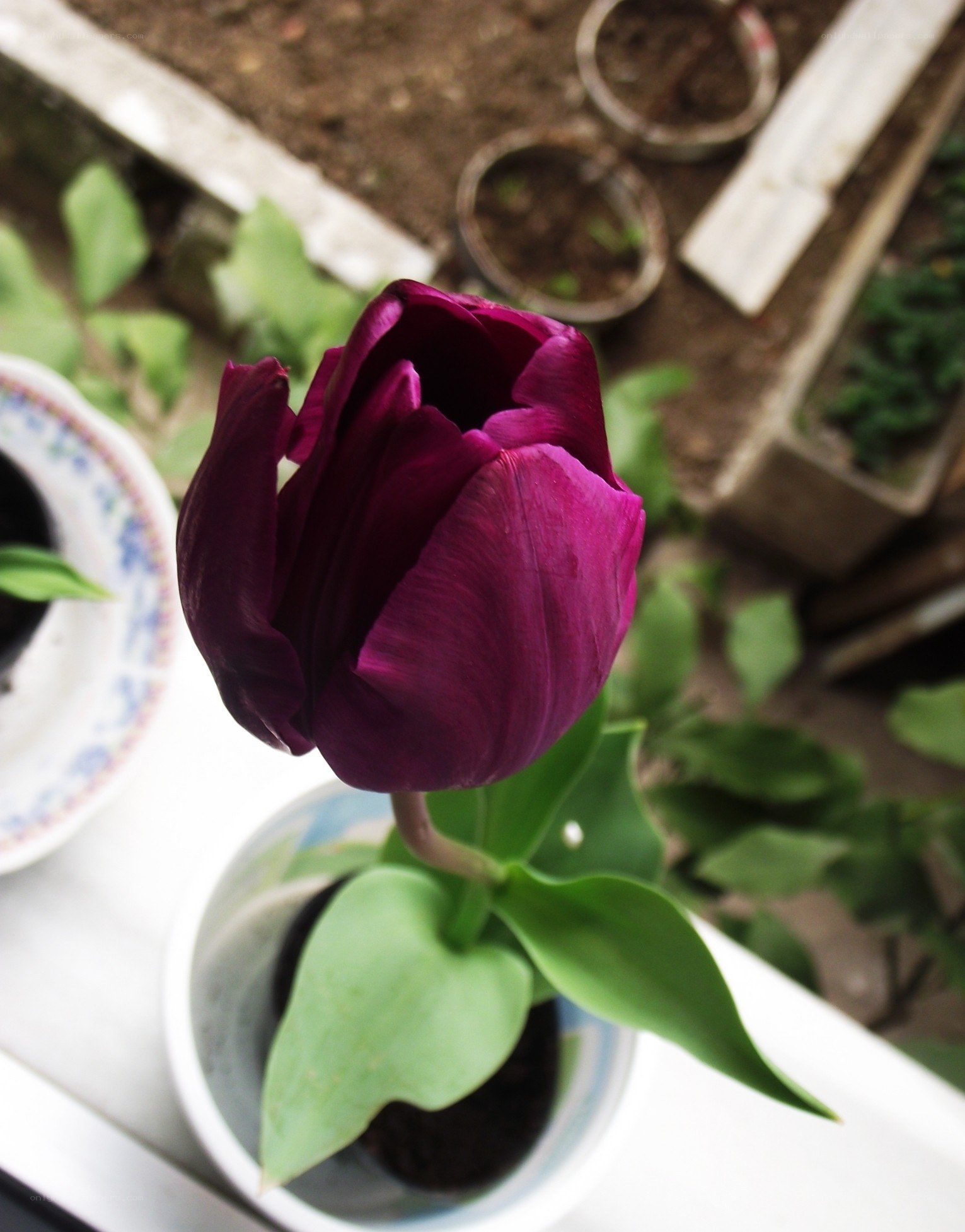 Purple tulip in a pot